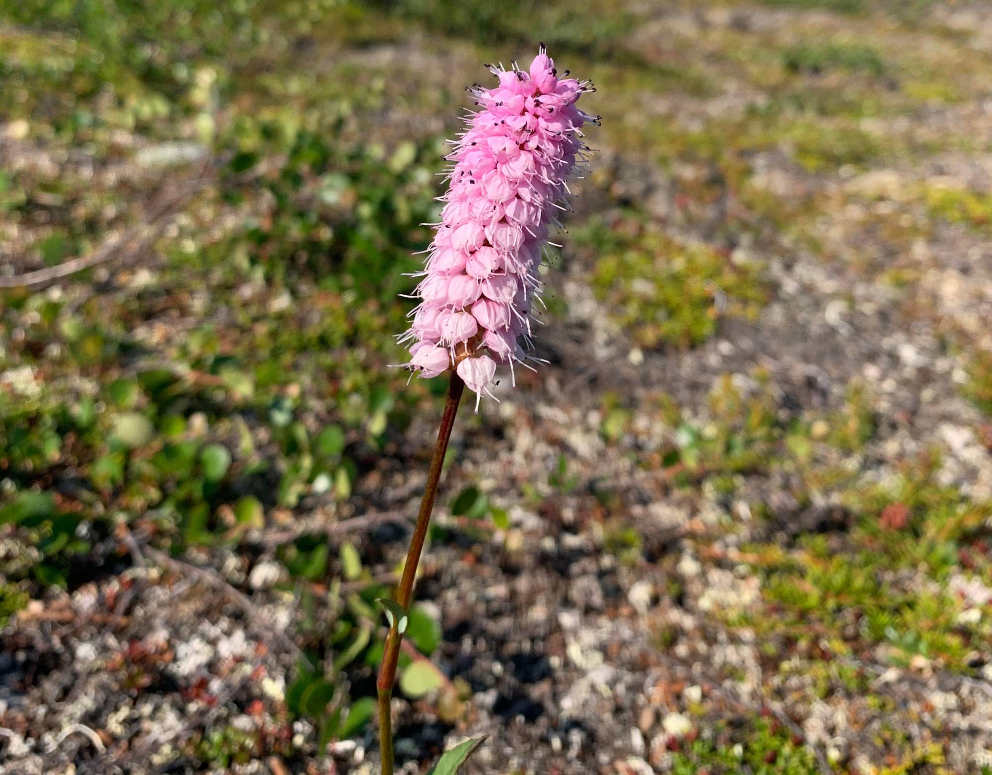 Polygonum bistorta in bloom